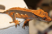 Load image into Gallery viewer, creasted gecko
