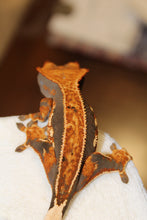 Load image into Gallery viewer, creasted gecko
