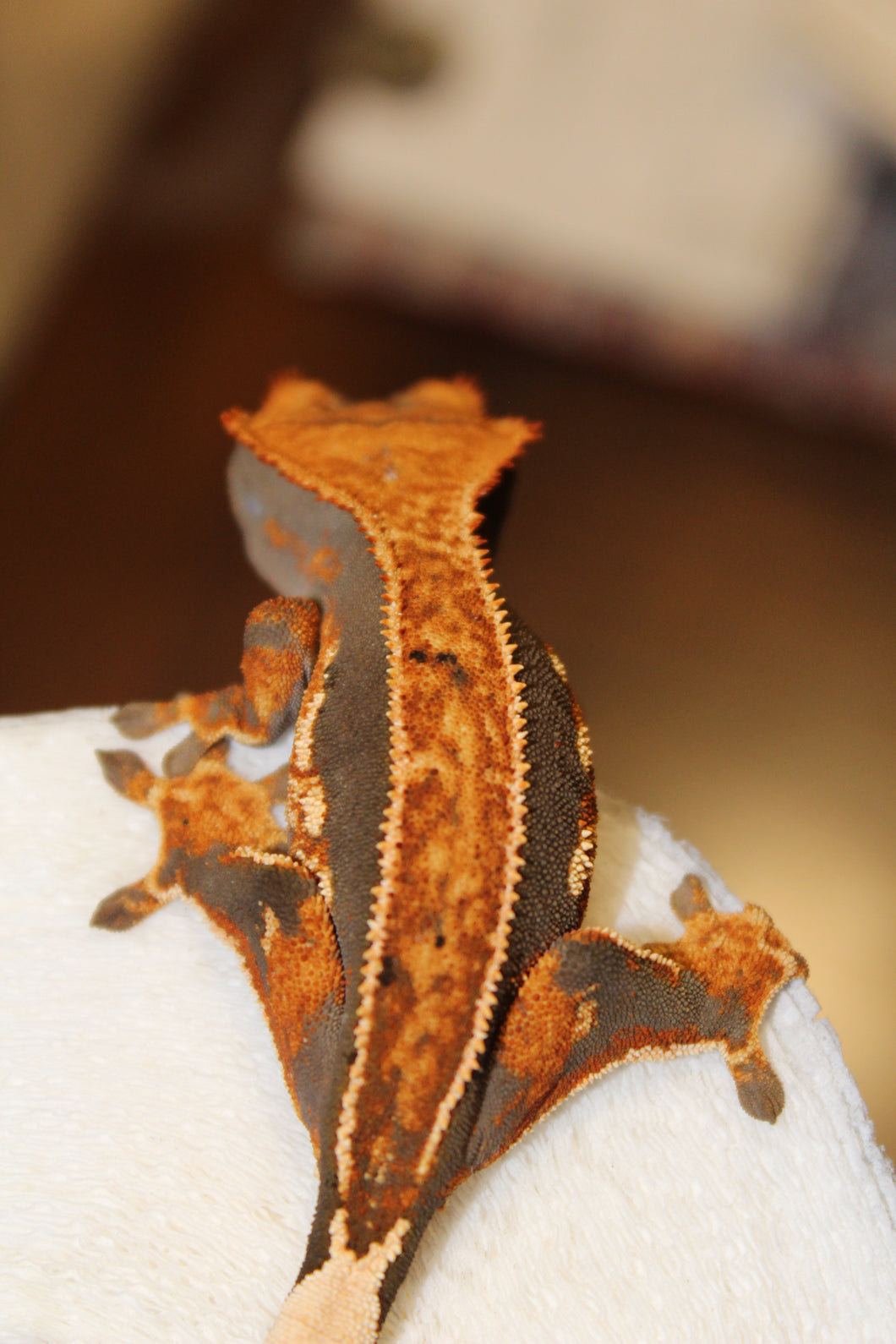 creasted gecko