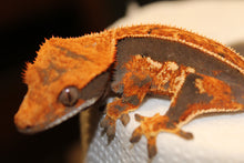 Load image into Gallery viewer, creasted gecko
