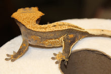 Load image into Gallery viewer, creasted gecko
