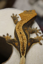 Load image into Gallery viewer, creasted gecko
