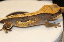 Load image into Gallery viewer, creasted gecko
