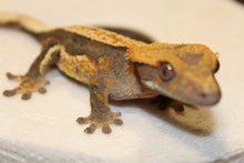 Load image into Gallery viewer, creasted gecko
