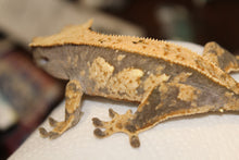 Load image into Gallery viewer, creasted gecko
