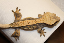 Load image into Gallery viewer, creasted gecko
